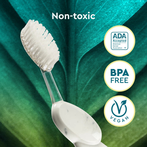 Big Brush with Replaceable Head Toothbrush